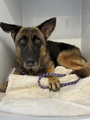 An adult large-sized female German Shepherd Dog dog named Benihana for adoption in Gainesville, FL
