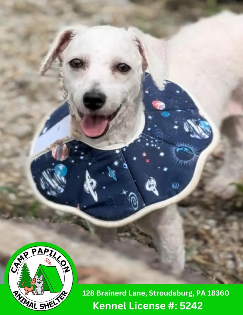 Florence thumbnail 2