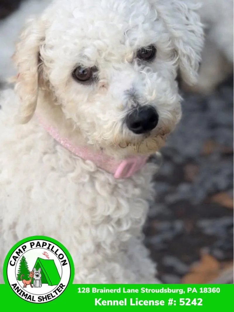 Florence thumbnail 3