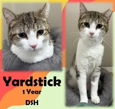 An adult medium-sized male Tabby (Brown / Chocolate) Domestic Short Hair cat named Yardstick for adoption in Franklin, IN