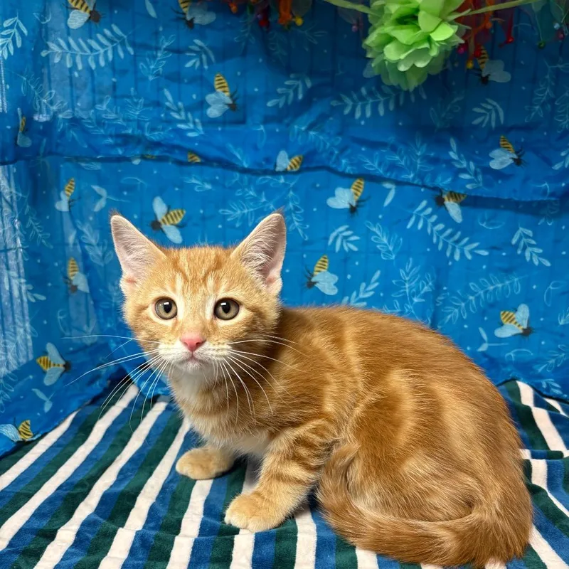 Turmeric thumbnail 2