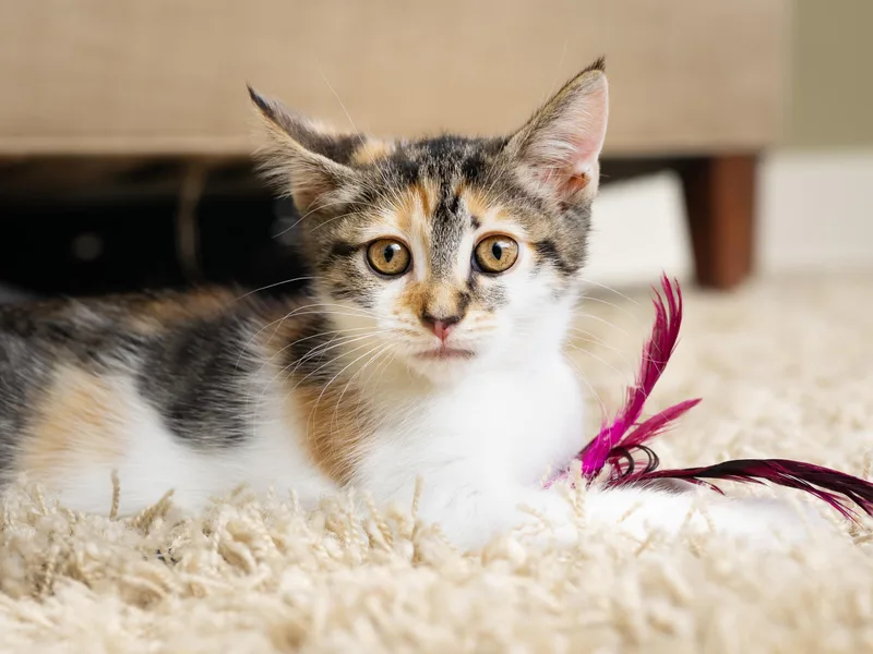 A baby medium-sized female Calico Domestic Short Hair cat named Primavera And Gatito for adoption in Seattle, WA
