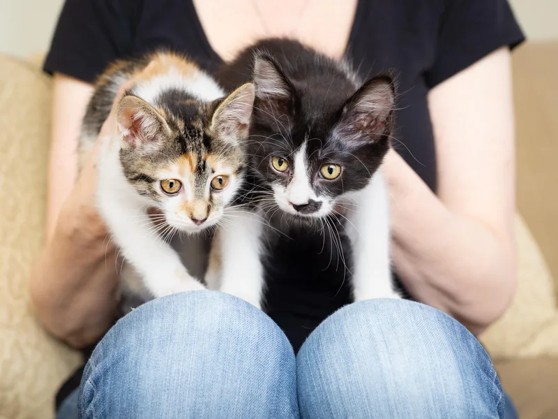 Primavera And Gatito thumbnail 5
