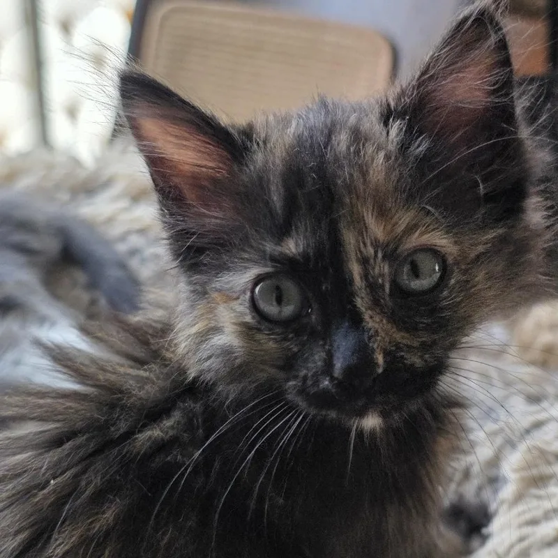 A baby small-sized female Brown / Chocolate Domestic Short Hair cat named Harmony for adoption in Point Richmond, CA