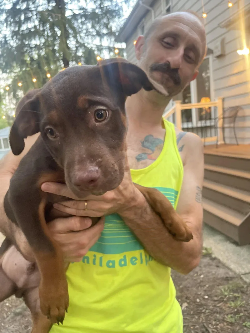 A baby medium-sized male Hound dog named Ziggy for adoption in Blackwood, NJ