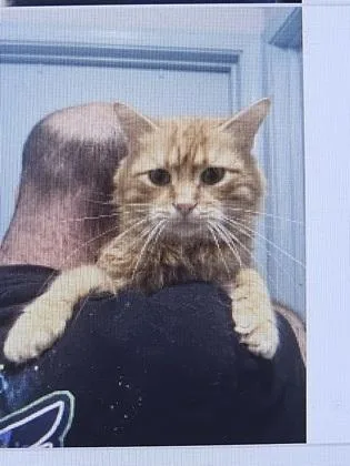An adult small-sized male Domestic Short Hair cat named Saffron for adoption in Cincinnati, OH