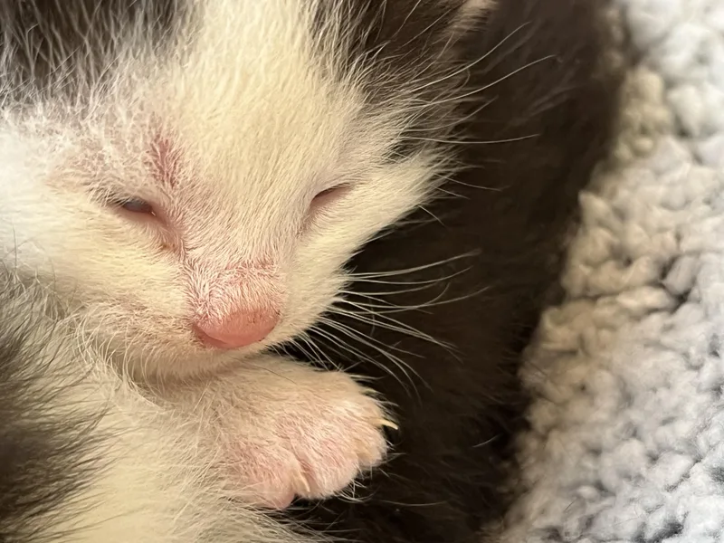 A baby small-sized male White Domestic Short Hair cat named Beryl for adoption in Indianapolis, IN