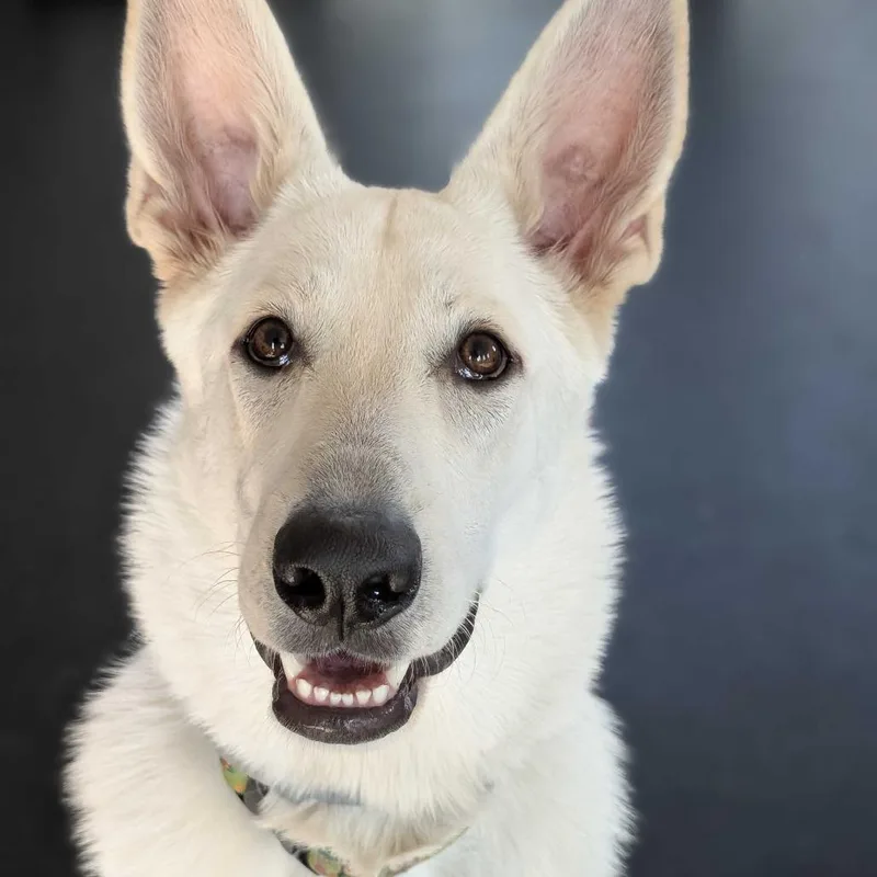 A young large-sized female White / Cream White German Shepherd dog named Daisy for adoption in Dover, NH
