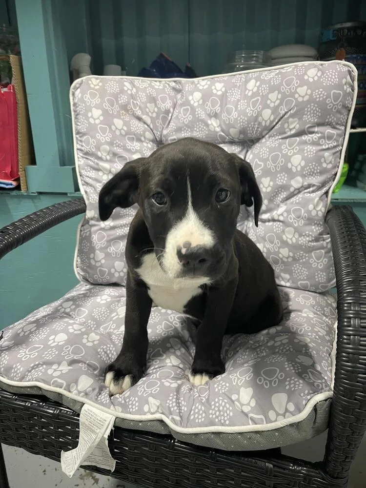 A baby small-sized male Tricolor (Brown, Black, & White) Mixed Breed dog named Basil for adoption in Chattanooga, TN