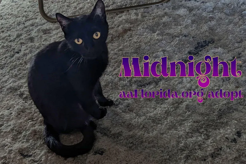 Midnight Mckee thumbnail 2