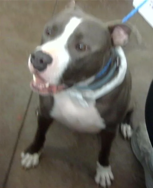 A young large-sized male Mixed Breed dog named Athom for adoption in Dallas, TX