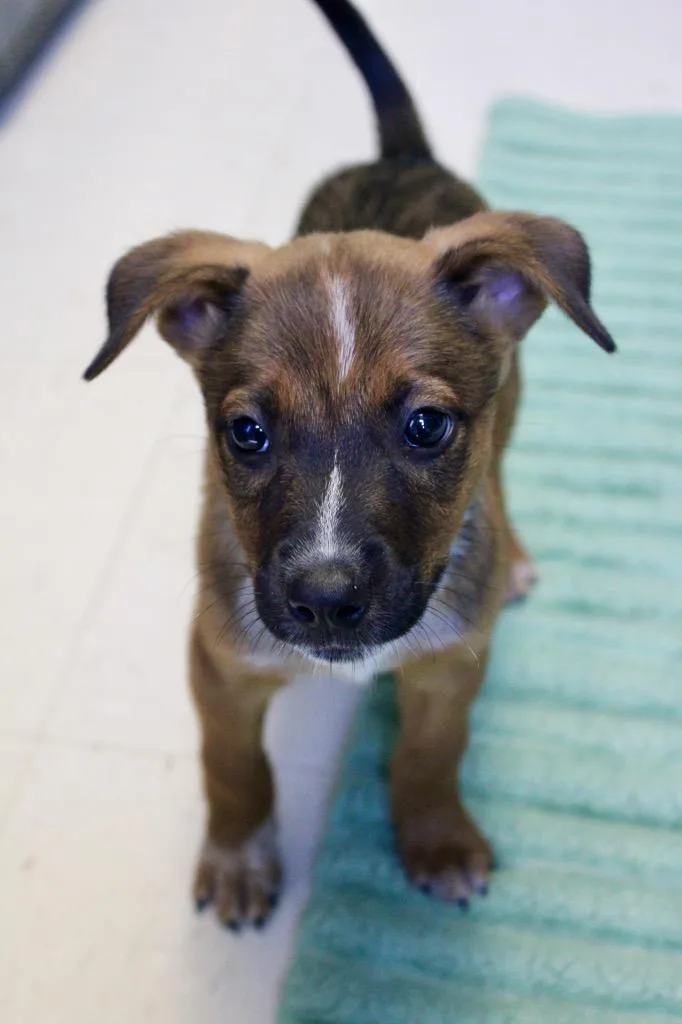 A baby medium-sized female Mixed Breed dog named Dollar Tree for adoption in Morgantown, KY
