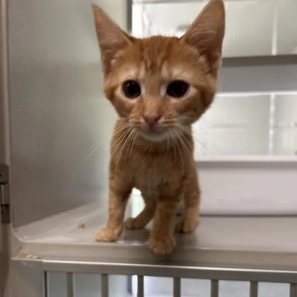 A young medium-sized male Domestic Short Hair cat named Toby for adoption in Kansas City, MO