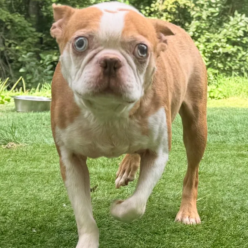 A senior small-sized male Boston Terrier dog named Red for adoption in Waldorf, MD