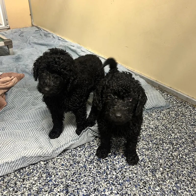A baby medium-sized female Black Poodle dog named Souvenir for adoption in Binghamton, NY