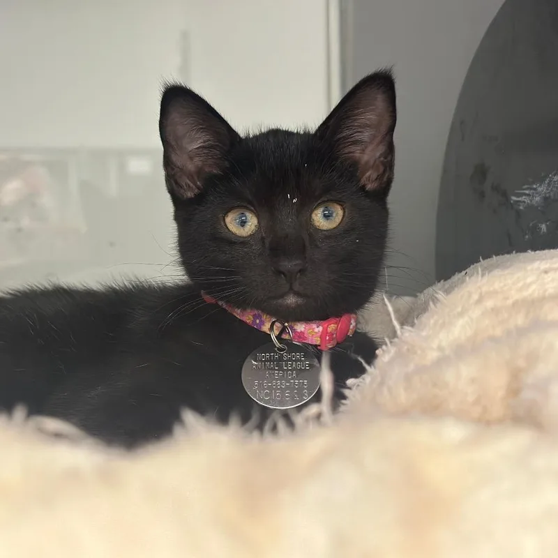 A baby small-sized female Black Domestic Short Hair cat named NCI Memphis for adoption in Port Washington, NY