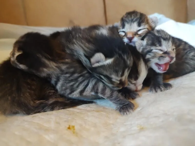 Jordan thumbnail 4