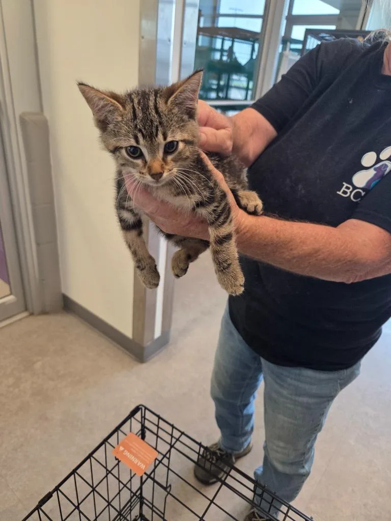 A baby small-sized male Domestic Short Hair cat named Canon for adoption in Bossier City, LA