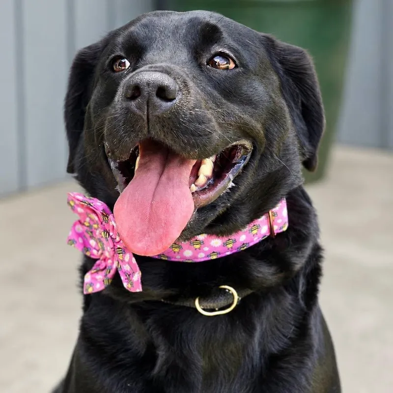 An adult large-sized female Black Labrador Retriever dog named Zuri for adoption in Effingham, IL