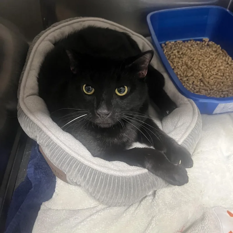 A senior extra large-sized male Black Domestic Short Hair cat named Eclipse for adoption in New York, NY