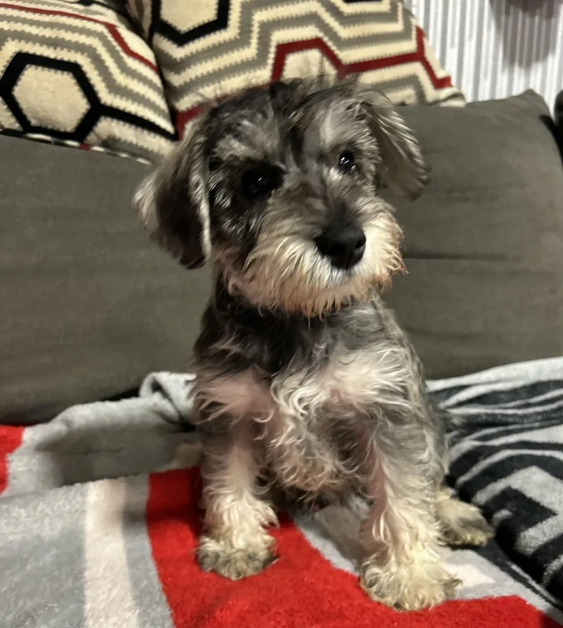 A baby small-sized male Gray / Blue / Silver Miniature Schnauzer dog named Baby Oliver for adoption in Antwerp, OH