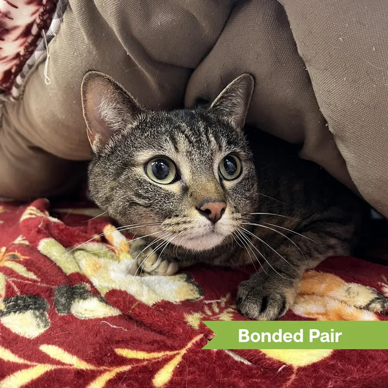An adult medium-sized female Domestic Short Hair cat named Baby for adoption in Reisterstown, MD