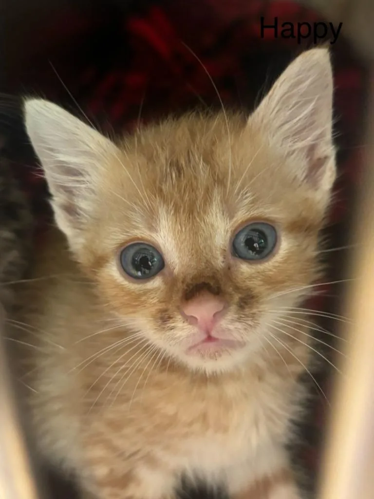 A baby small-sized male Domestic Short Hair cat named Happy for adoption in Cambridge, MD