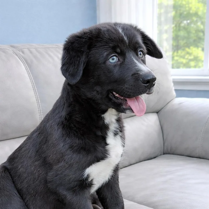 A baby medium-sized female Black Catahoula Leopard Dog dog named Patty for adoption in Huntsville, AL