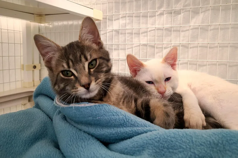 A baby medium-sized male Blue Cream Siamese cat named Fireball & Guiness for adoption in Kirkland, WA