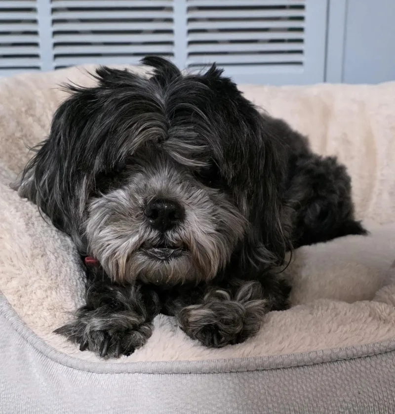 A senior small-sized male Black Shih Tzu dog named Mitchell for adoption in Momence, IL