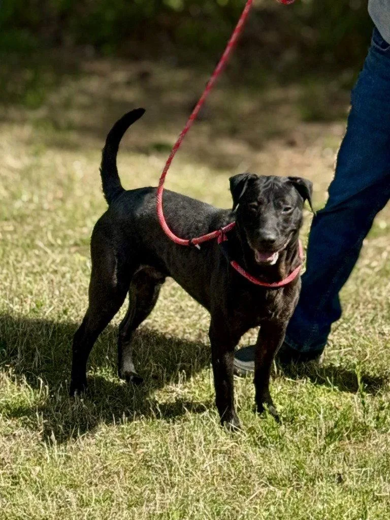 A young large-sized male Labrador Retriever dog named Da  Jack for adoption in Glen Allen, VA