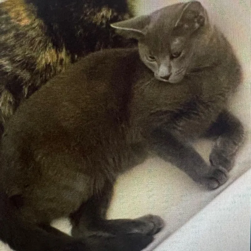 A baby small-sized female Gray / Blue / Silver Domestic Short Hair cat named Penelope for adoption in Winston-Salem, NC