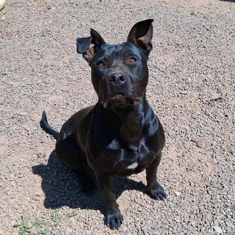 An adult large-sized male Black Pit Bull Terrier dog named Pablo for adoption in Marble, NC