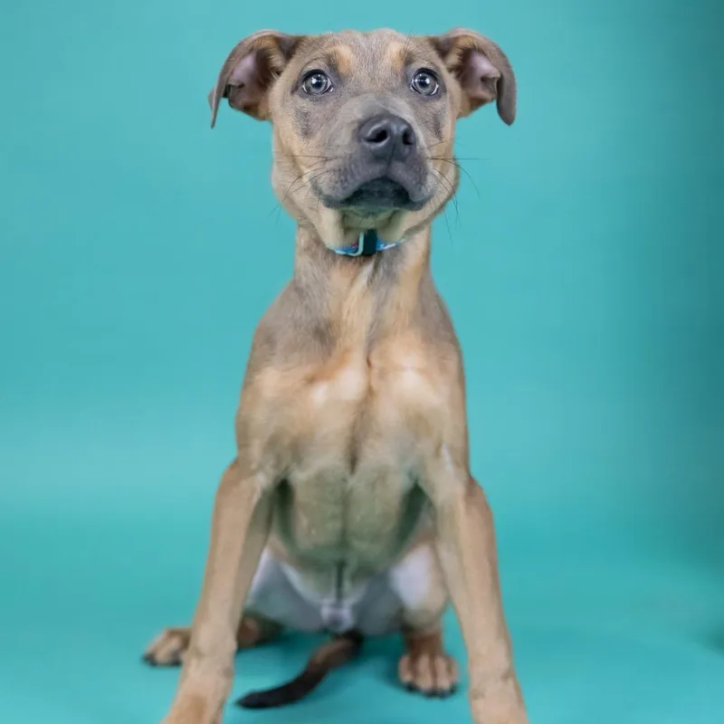 A baby medium-sized male Brown / Chocolate Mixed Breed dog named Richie for adoption in Portland, OR