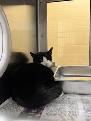 An adult medium-sized female Black Domestic Short Hair cat named Piper for adoption in Wichita, KS