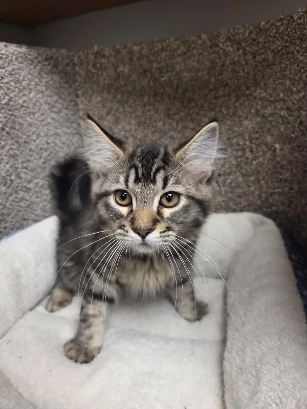 A young medium-sized female Tabby (Brown / Chocolate) Domestic Medium Hair cat named Meowly Cyrus for adoption in Jackson, TN