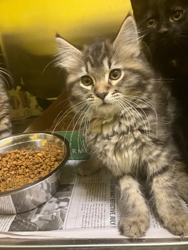 Meowly Cyrus thumbnail 2