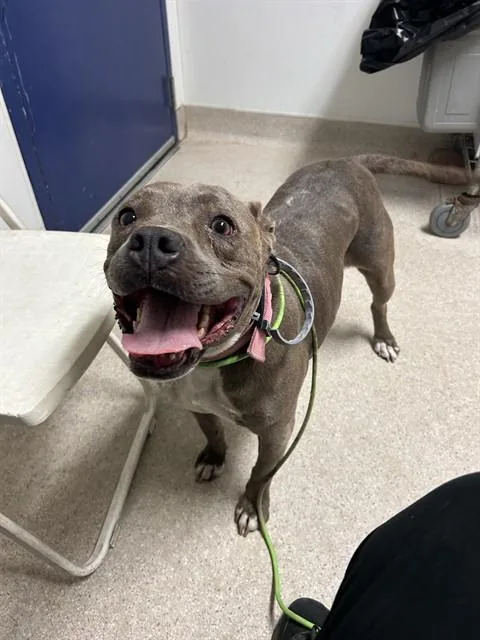 An adult medium-sized female Gray / Blue / Silver Pit Bull Terrier dog named Petunia Urgent for adoption in Thousand Oaks, CA