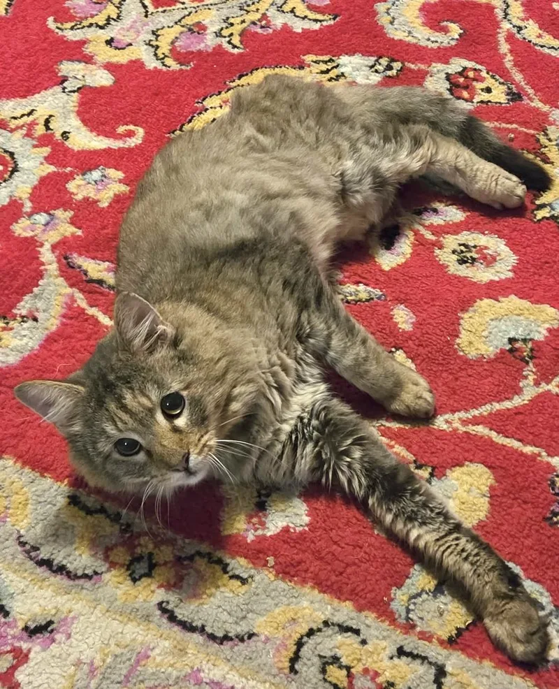 An adult medium-sized male Domestic Medium Hair cat named Lion for adoption in Pottsville, PA