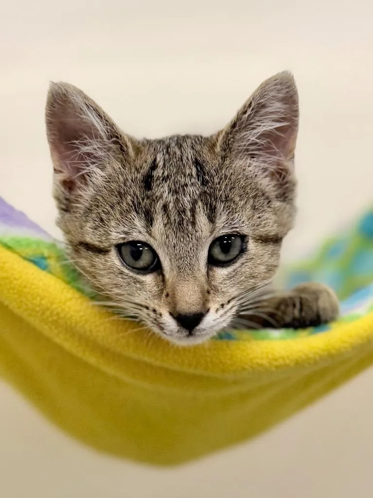 A baby medium-sized female Domestic Short Hair cat named Ann for adoption in Menomonie, WI