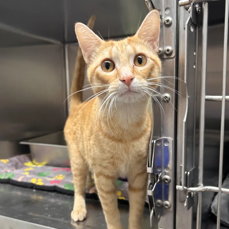 Marmalade