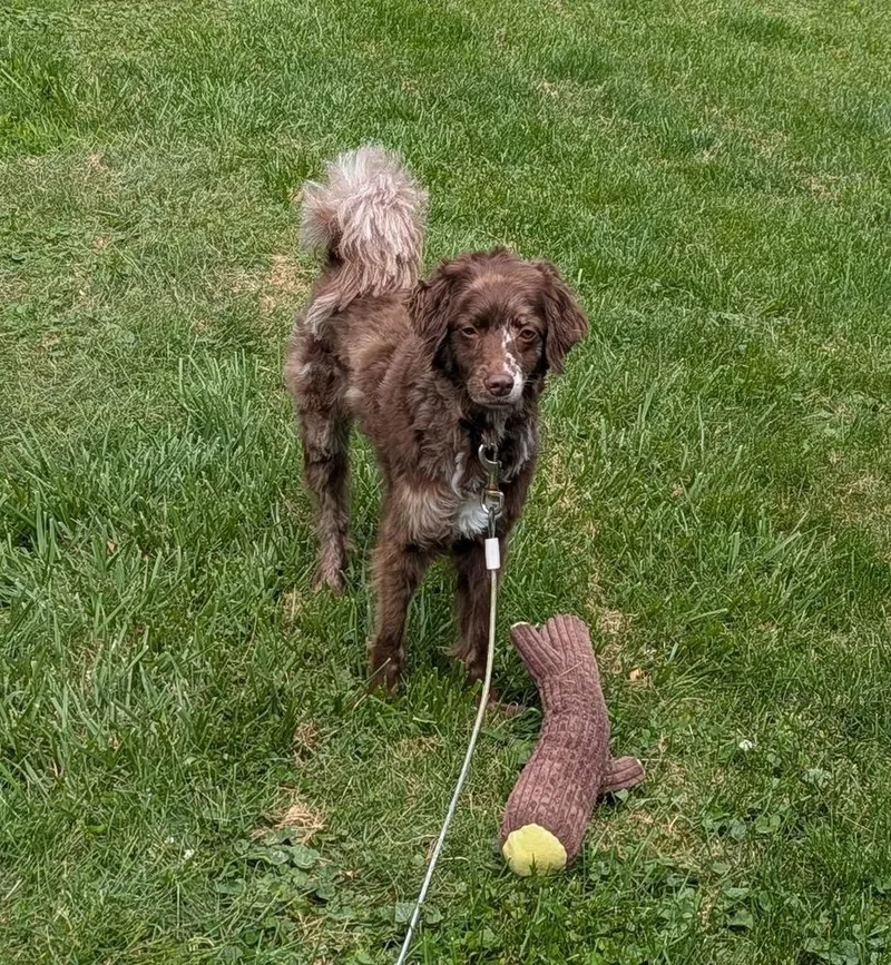 An adult small-sized female Apricot / Beige Mixed Breed dog named Olive for adoption in Irwin, PA