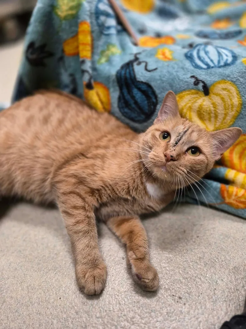 An adult small-sized female Orange & White Domestic Short Hair cat named Lemon for adoption in Cicero, IL