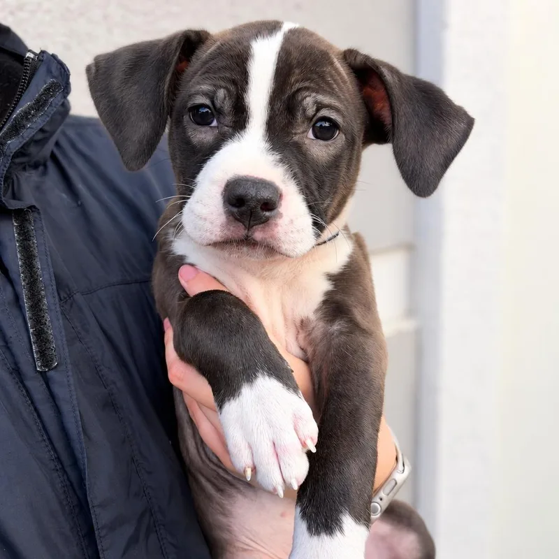 A baby small-sized female Pit Bull Terrier dog named Delicta for adoption in Henderson, NV