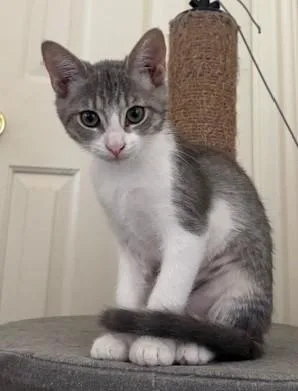 A baby small-sized female Gray & White Domestic Short Hair cat named Ghost for adoption in Schertz, TX