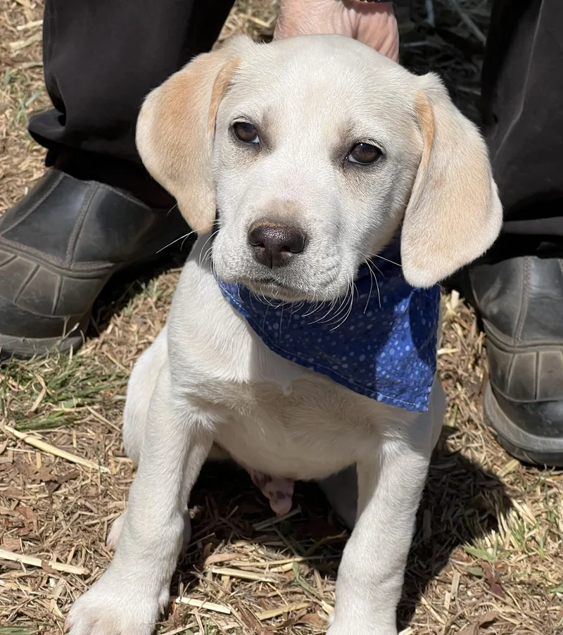 Finnegan thumbnail 2