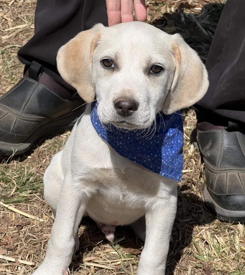 Finnegan thumbnail 3