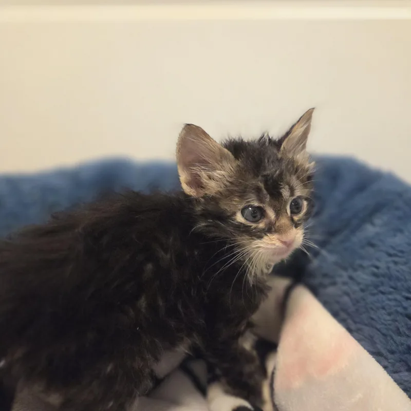 A baby small-sized male Smoke Tabby cat named Meatball for adoption in Bayonne, NJ