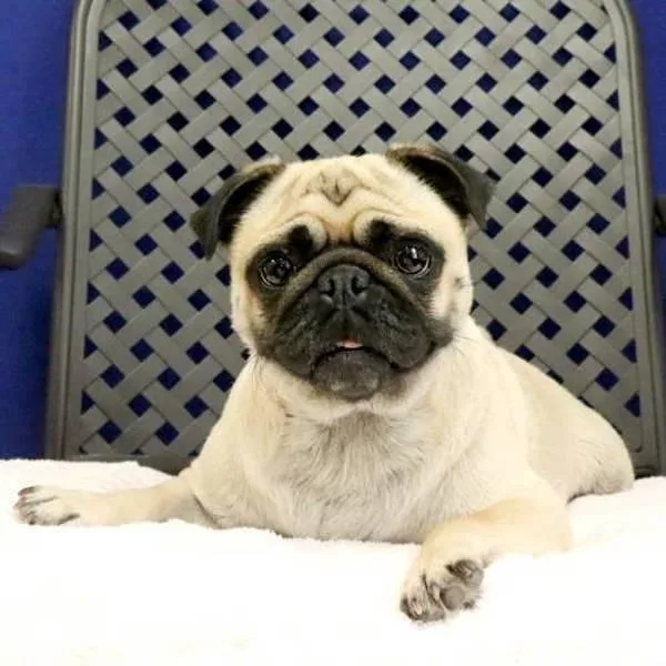 Peaches thumbnail 2