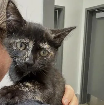 A baby small-sized female Black Domestic Short Hair cat named Arabia for adoption in Atlanta, GA